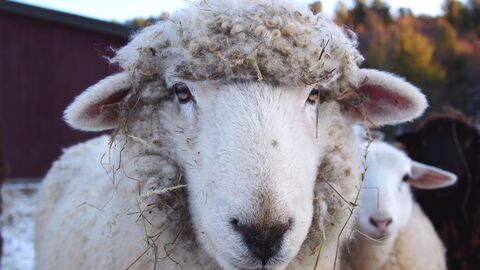 Schaf guckt in die Kamera, an ihm hängen allerhand Pflanzen