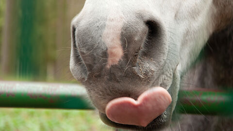 Nahaufnahme von einer Pferde-Schnute. Die Zungenspitze sieht aus wie ein rosa Herz.